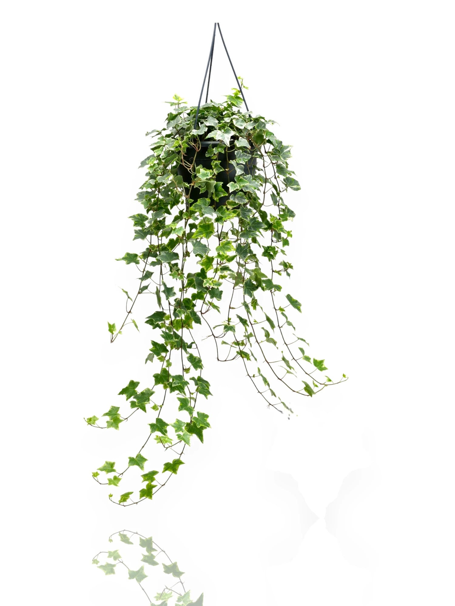 Dettaglio foglie variegate di Edera Mint Kolibri con bordi bianco crema su verde intenso