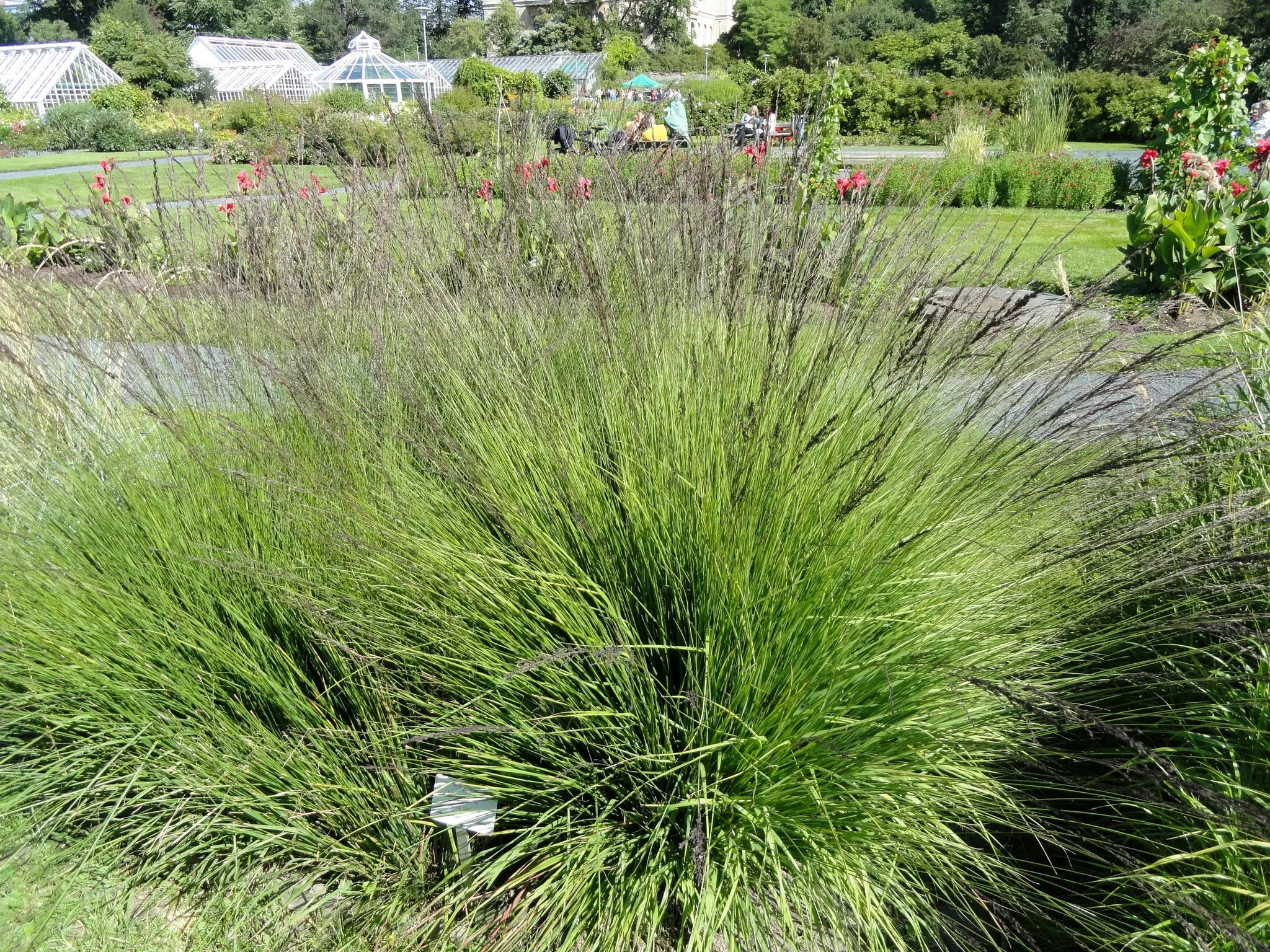 Molinia caerulea Heidebraut graminacea ornamentale con fogliame verde chiaro e steli eretti in giardino naturalistico
