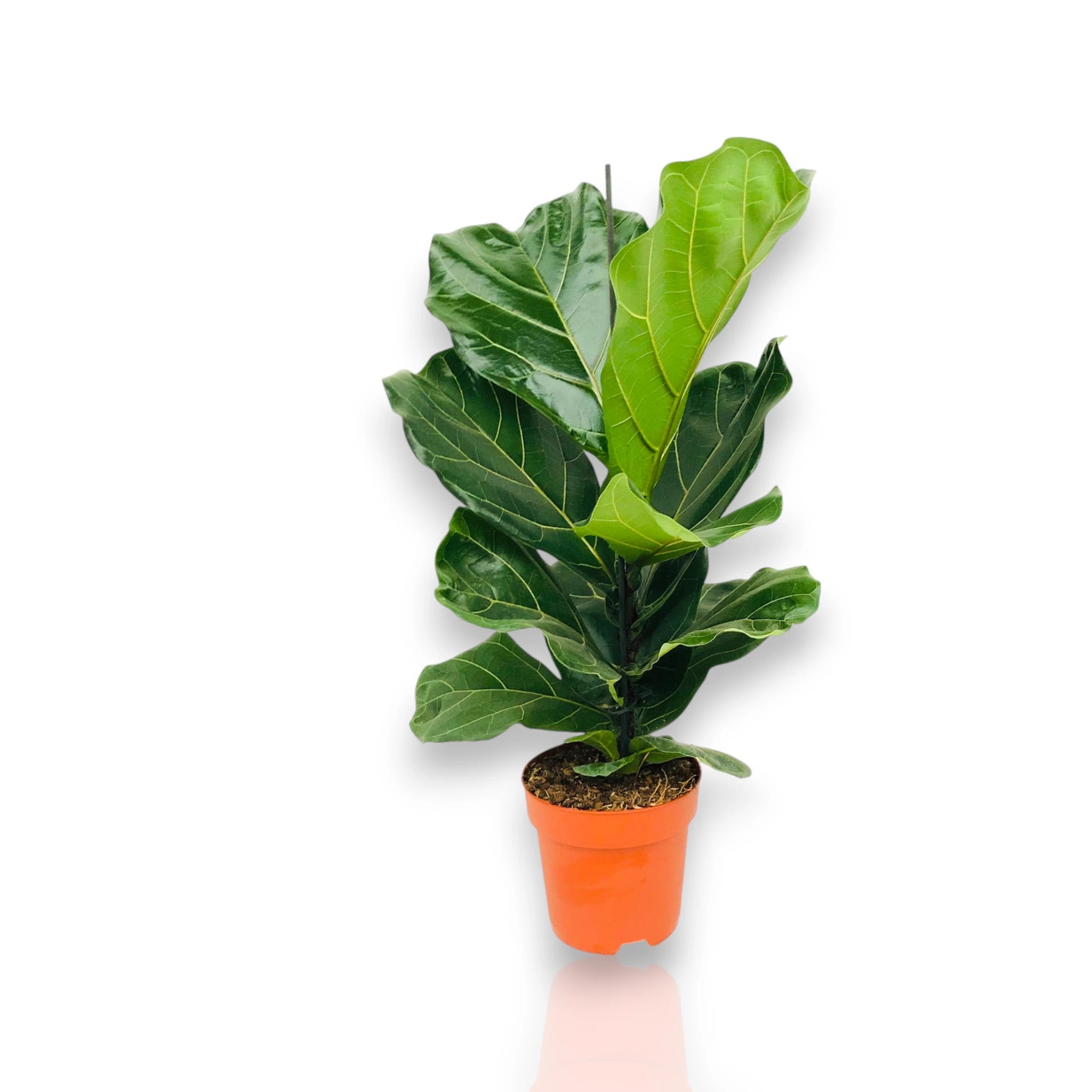 Ficus lyrata