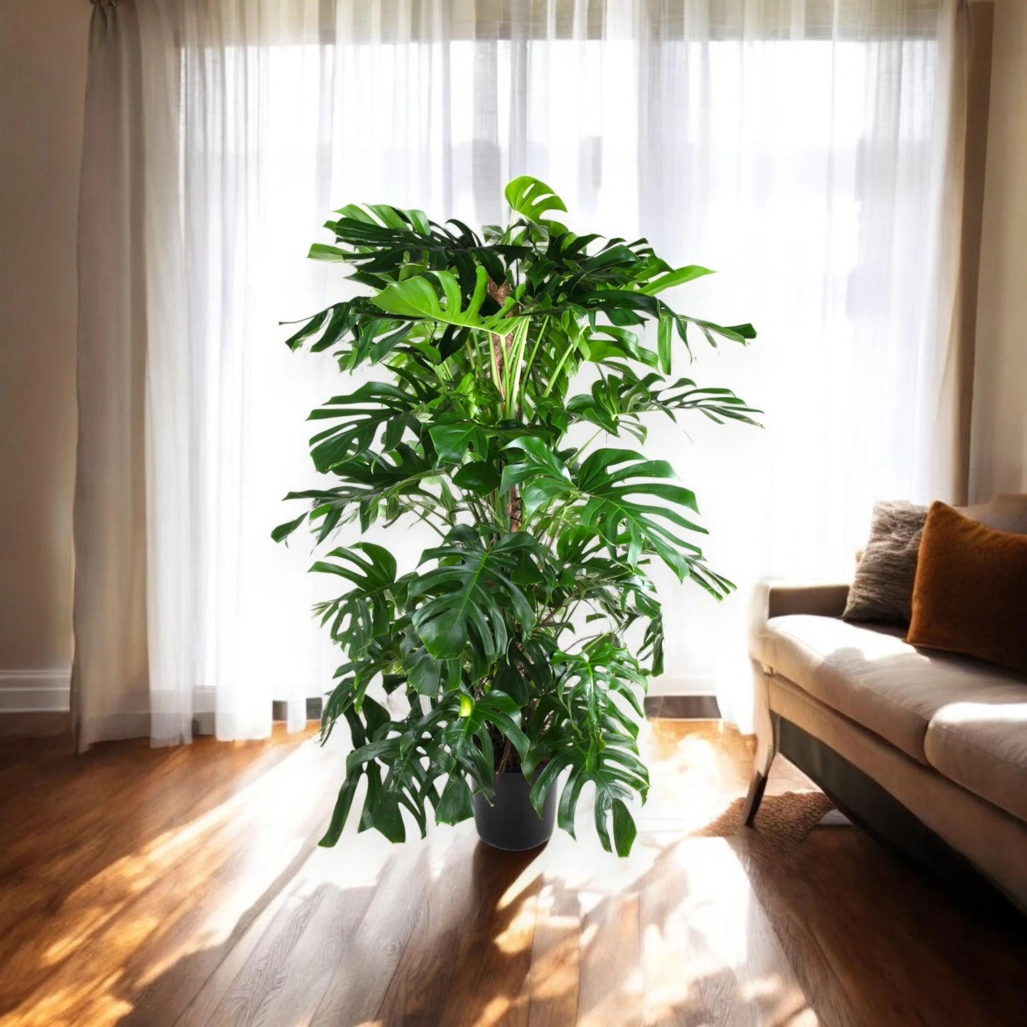 Monstera deliciosa