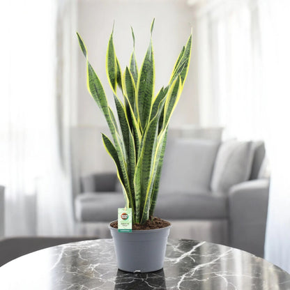 Sansevieria trifasciata 'Laurentii'