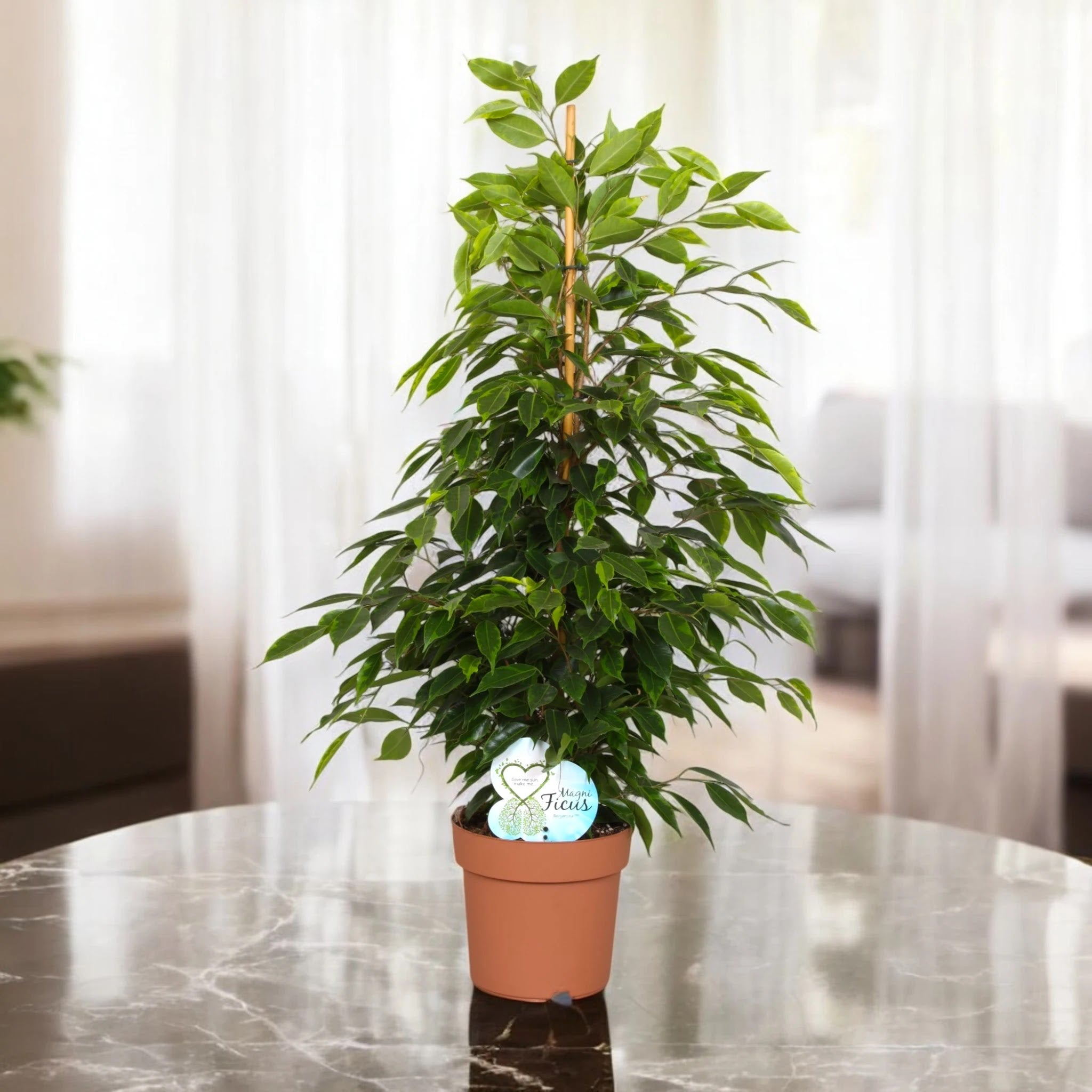Ficus benjamina 'Anastasia'