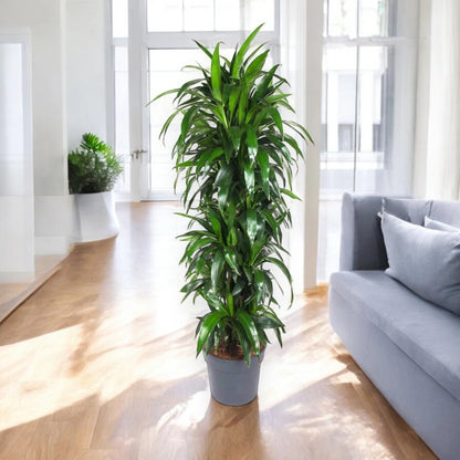 Dracaena fragrans 'Janet craig'