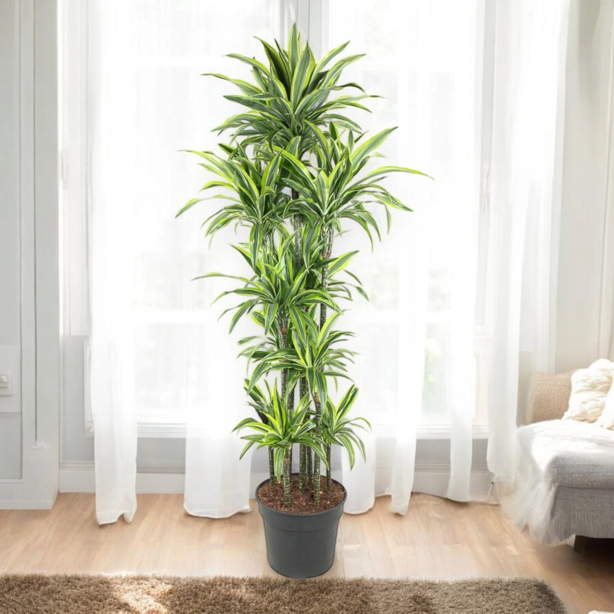 Nandina domestica 'Lemon-Lime'