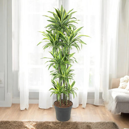 Nandina domestica 'Lemon-Lime'