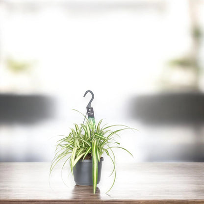 Chlorophytum comosum Variegatum in vaso con stoloni ricadenti e plantule aeree, foglie striate bianco e verde