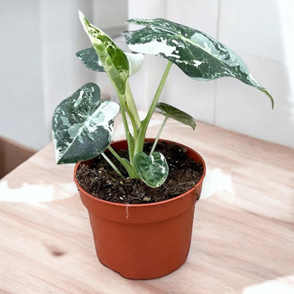Alocasia 'Frydek'