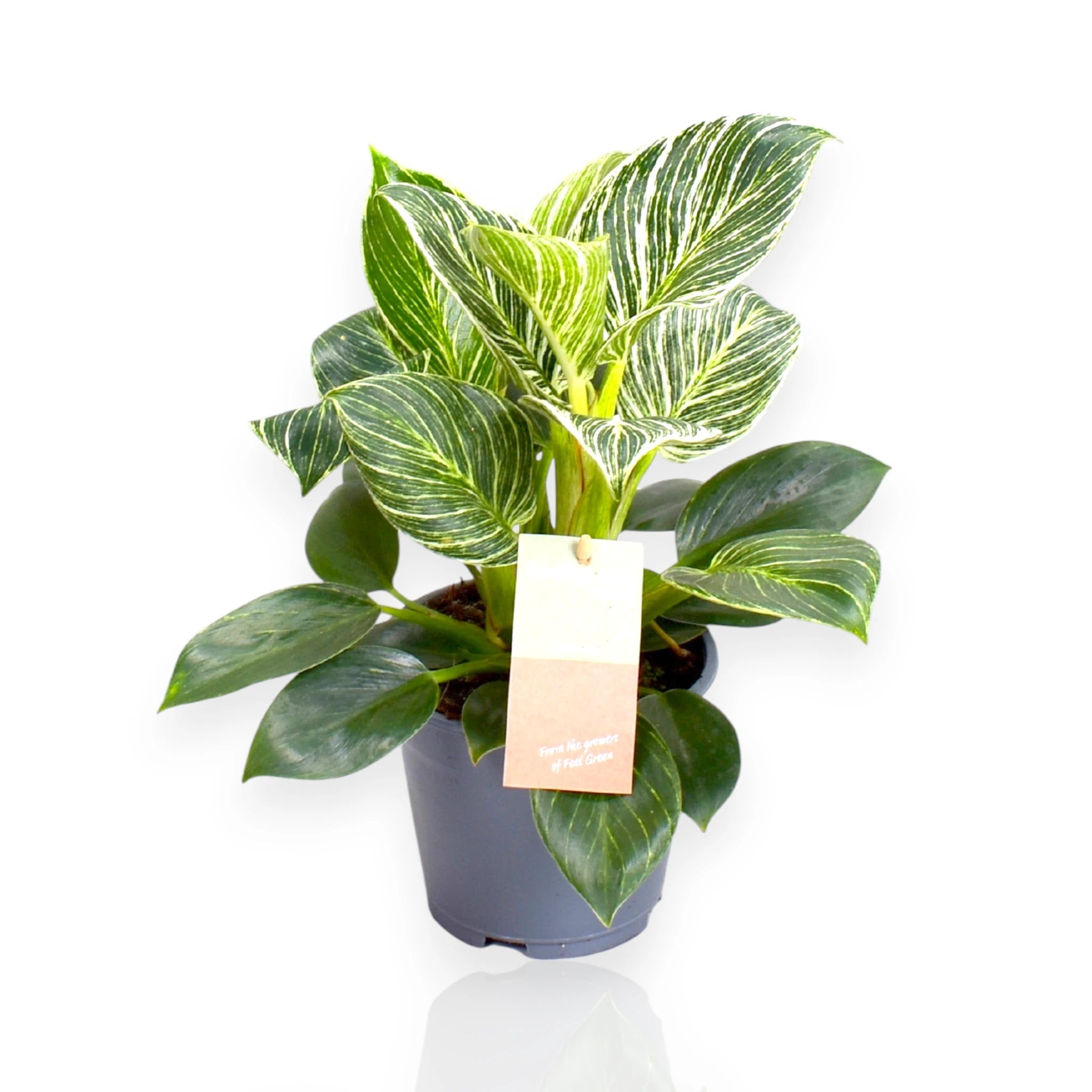 Philodendron Birkin Zebra in vaso con foglie verdi striate di bianco in ambiente moderno