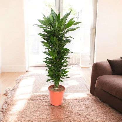 Dracaena fragrans 'Janet Lind'