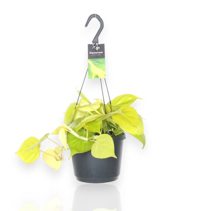 Philodendron scandens