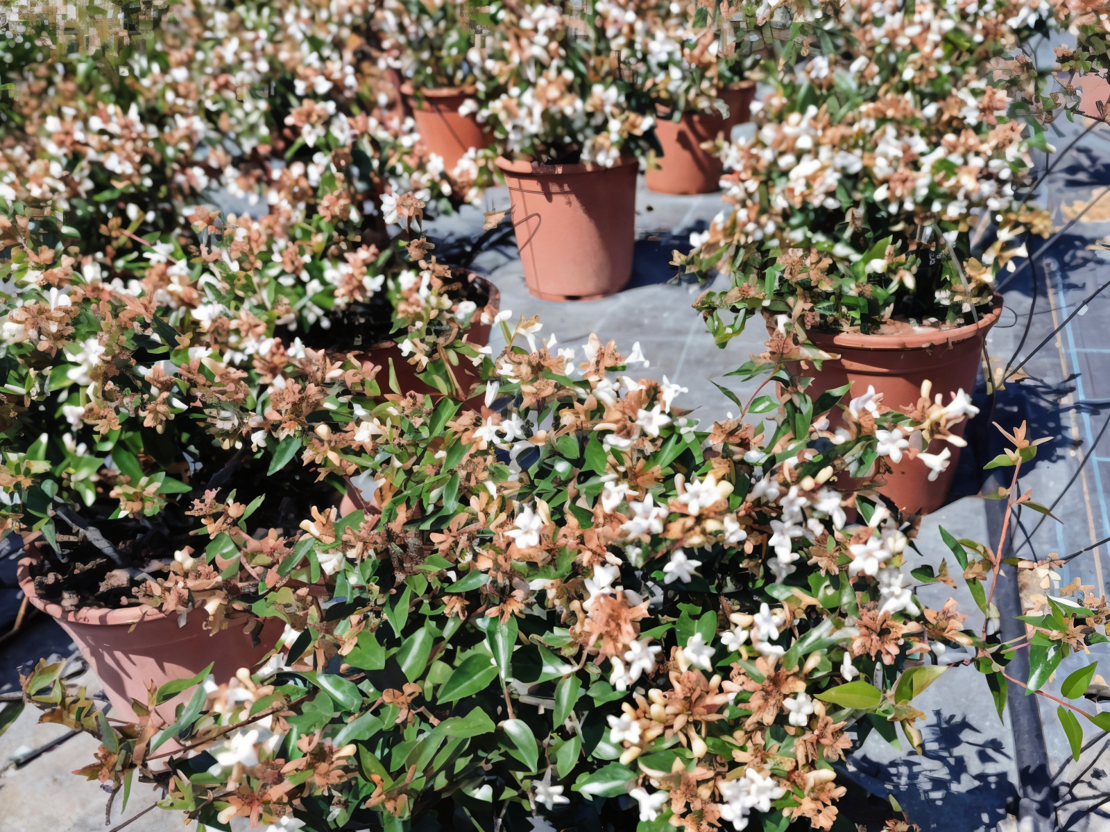 Abelia grandiflora