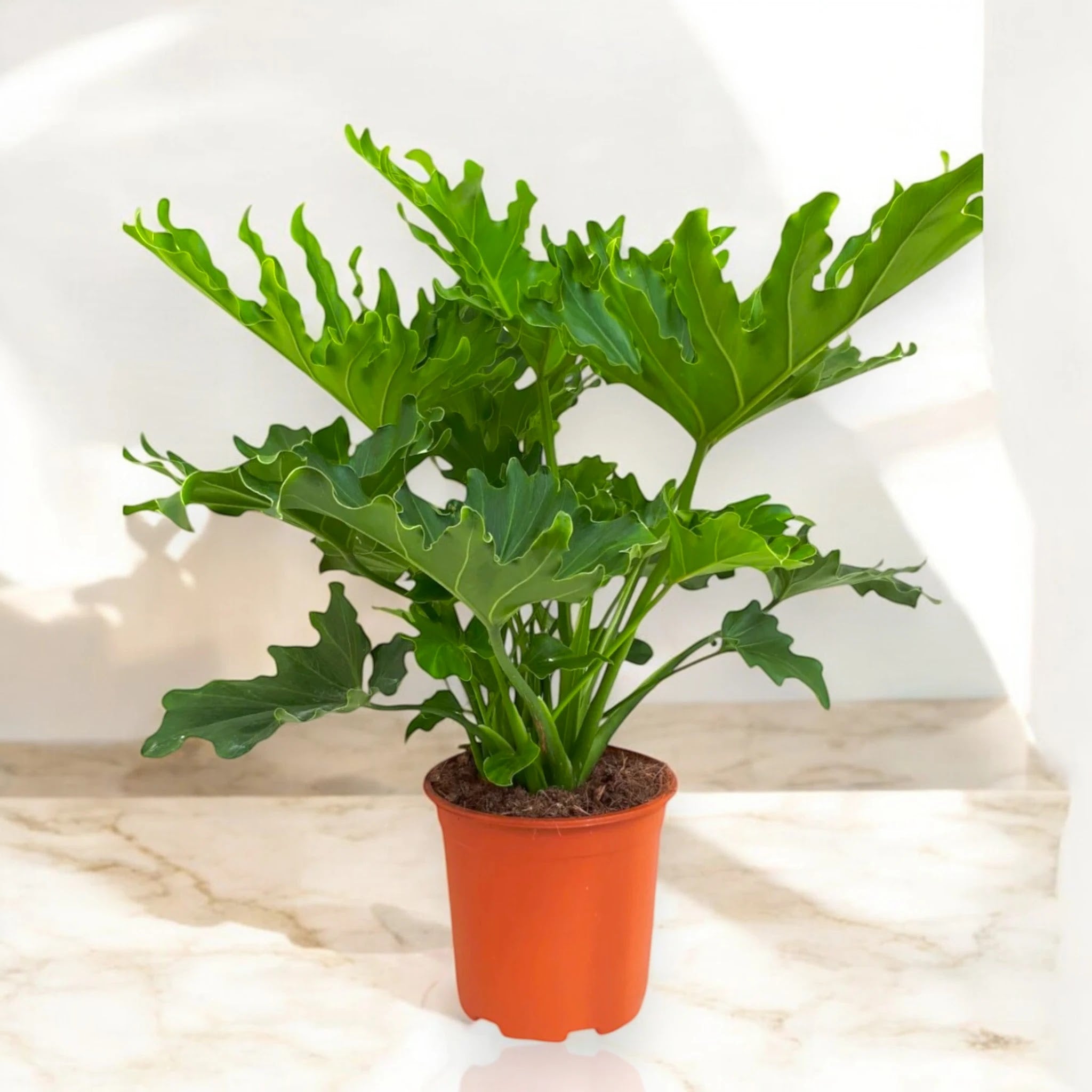Philodendron 'Little hope'