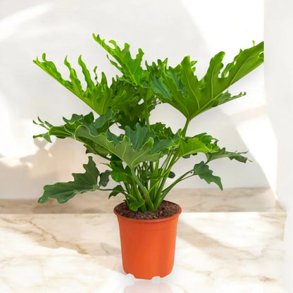 Philodendron 'Little hope'