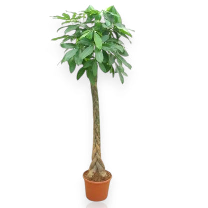 Pachira aquatica