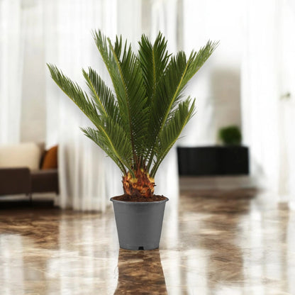 Cycas revoluta