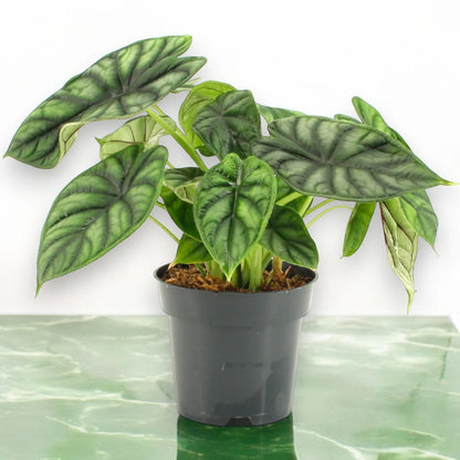 Alocasia 'Dragon scale'
