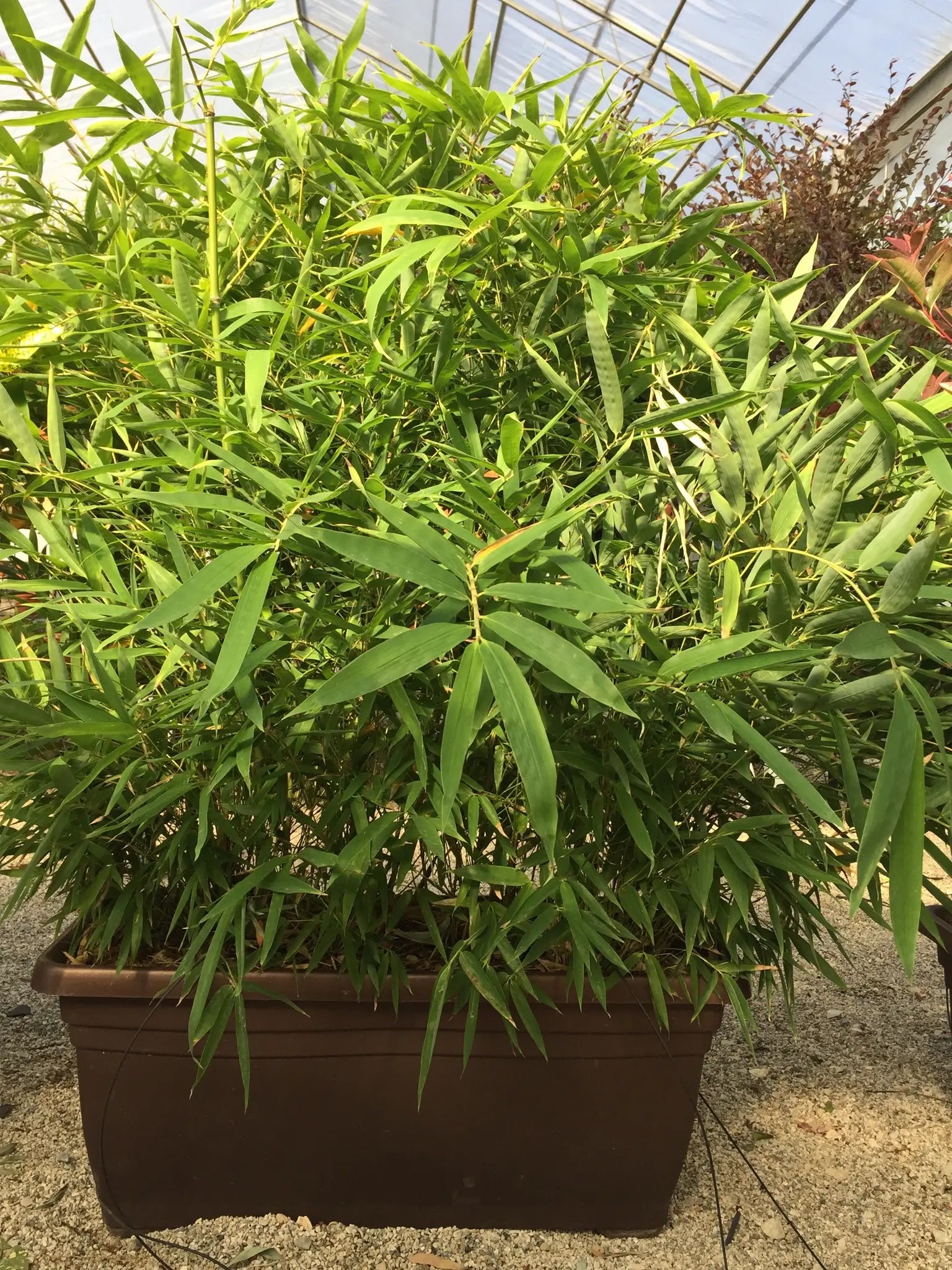 Bambù Metake variegato Pseudosasa japonica con foglie larghe striate bianco e verde in giardino