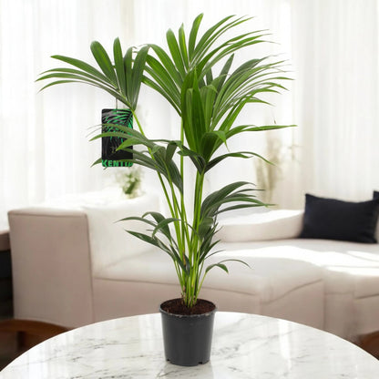Howea forsteriana (Kentia)