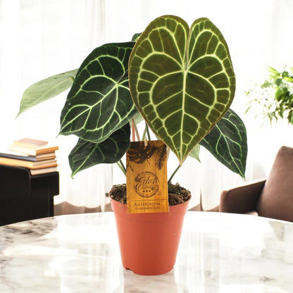 Anthurium clarinervium