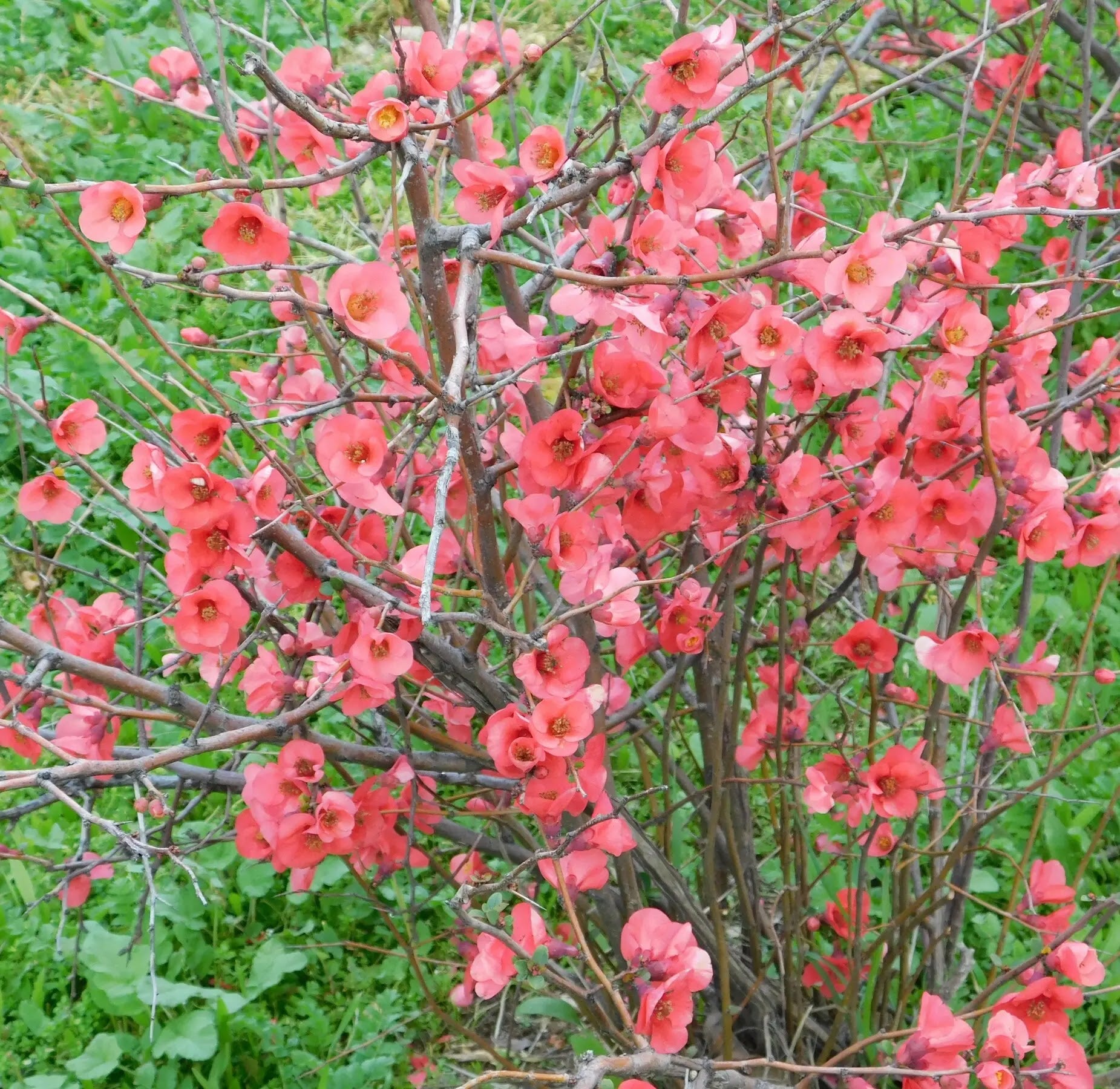 Fior di Pesco - Chaenomeles 'Superba Pink Lady'