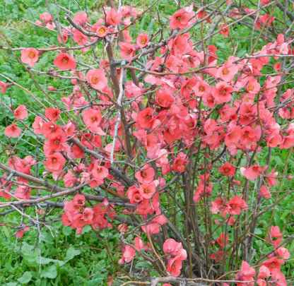 Fior di Pesco - Chaenomeles 'Superba Pink Lady'