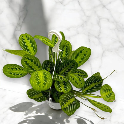 Maranta leuconeura 'Lemon Lime'