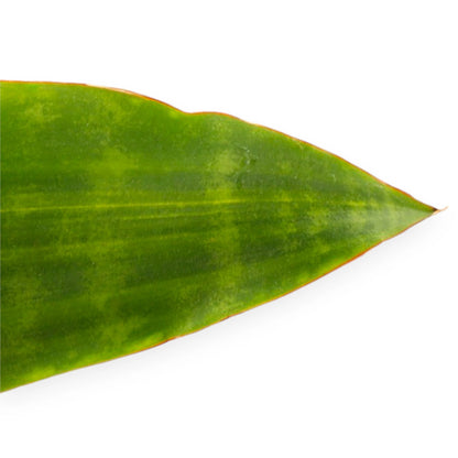 Sansevieria trifasciata aubry. 'Nite'