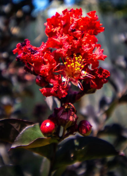 Lagerstroemia indica Black Solitaire Crimson Red con fogliame rosso-viola e fiori rosso porpora