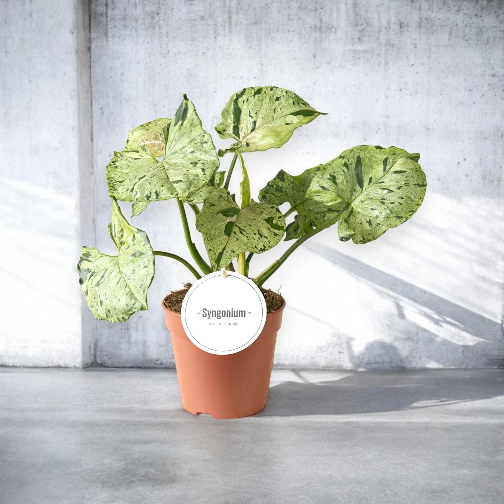 Syngonium 'Green splash'