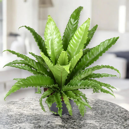 Dettaglio fronda Asplenium antiquum, foglia intera coriacea verde brillante con nervature evidenti