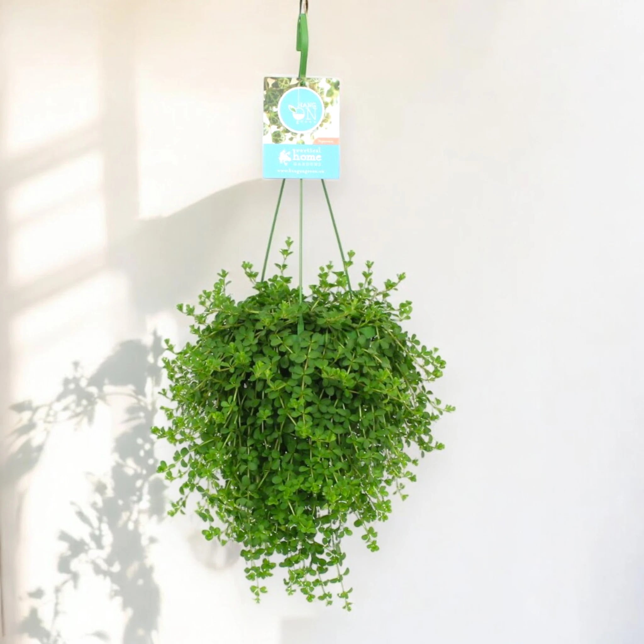 Peperomia 'Isabelle'