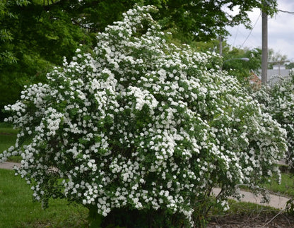 Spirea - Spiraea nipponica 'Snowmound'