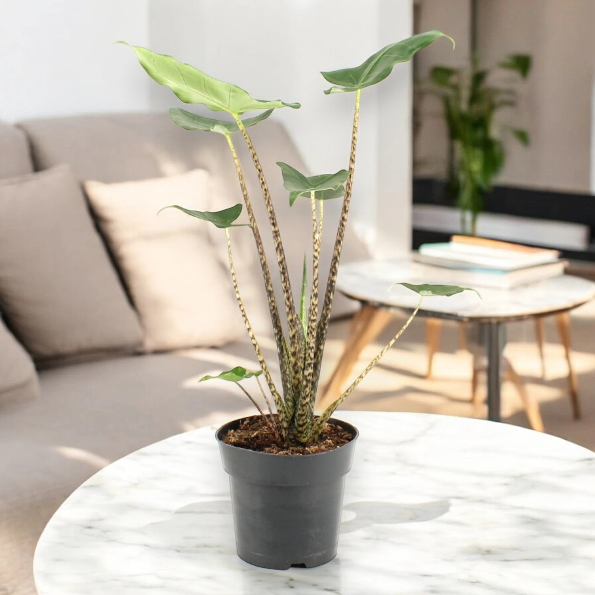 Alocasia zebrina