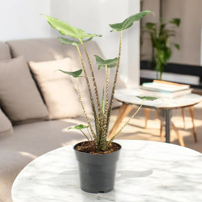 Alocasia zebrina