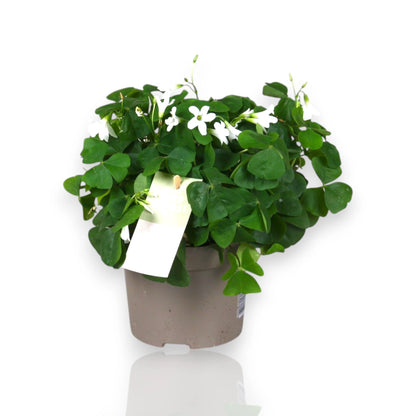 Dettaglio foglie viola a forma di farfalla di Oxalis triangularis con fiori rosa