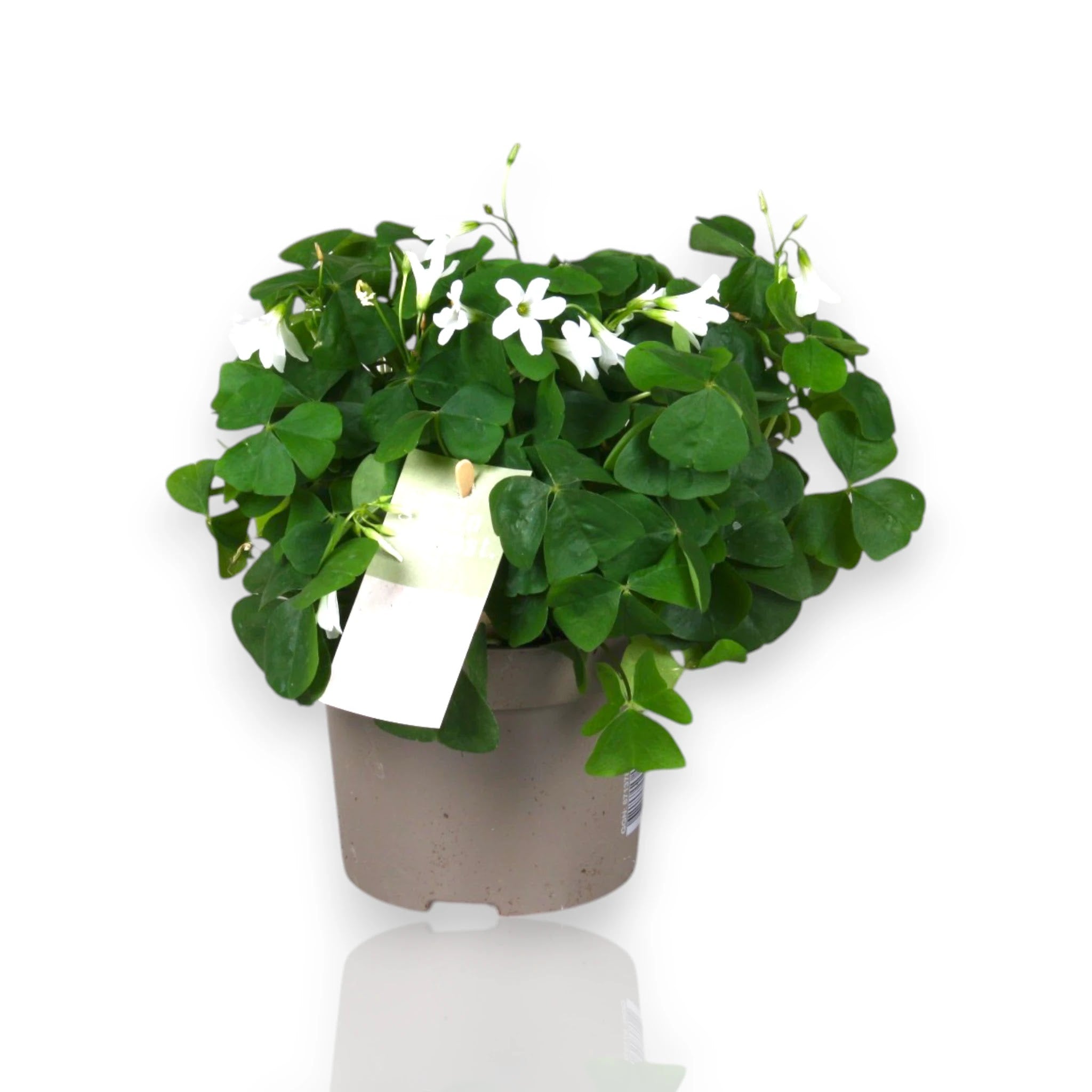 Oxalis triangularis papilionacea con foglie viola a farfalla aperte in vaso decorativo da interno