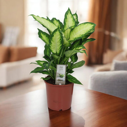 Dieffenbachia 'Camilla'