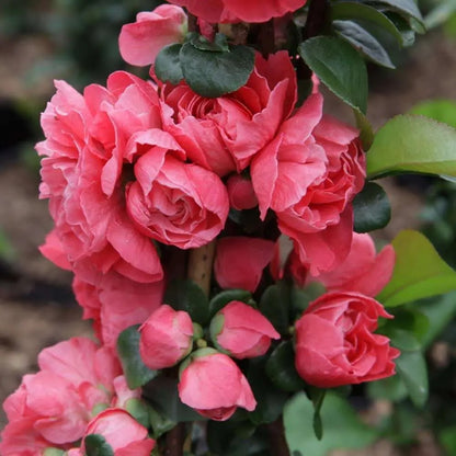 Chaenomeles speciosa Pink Storm con fiori doppi rosa in piena fioritura primaverile