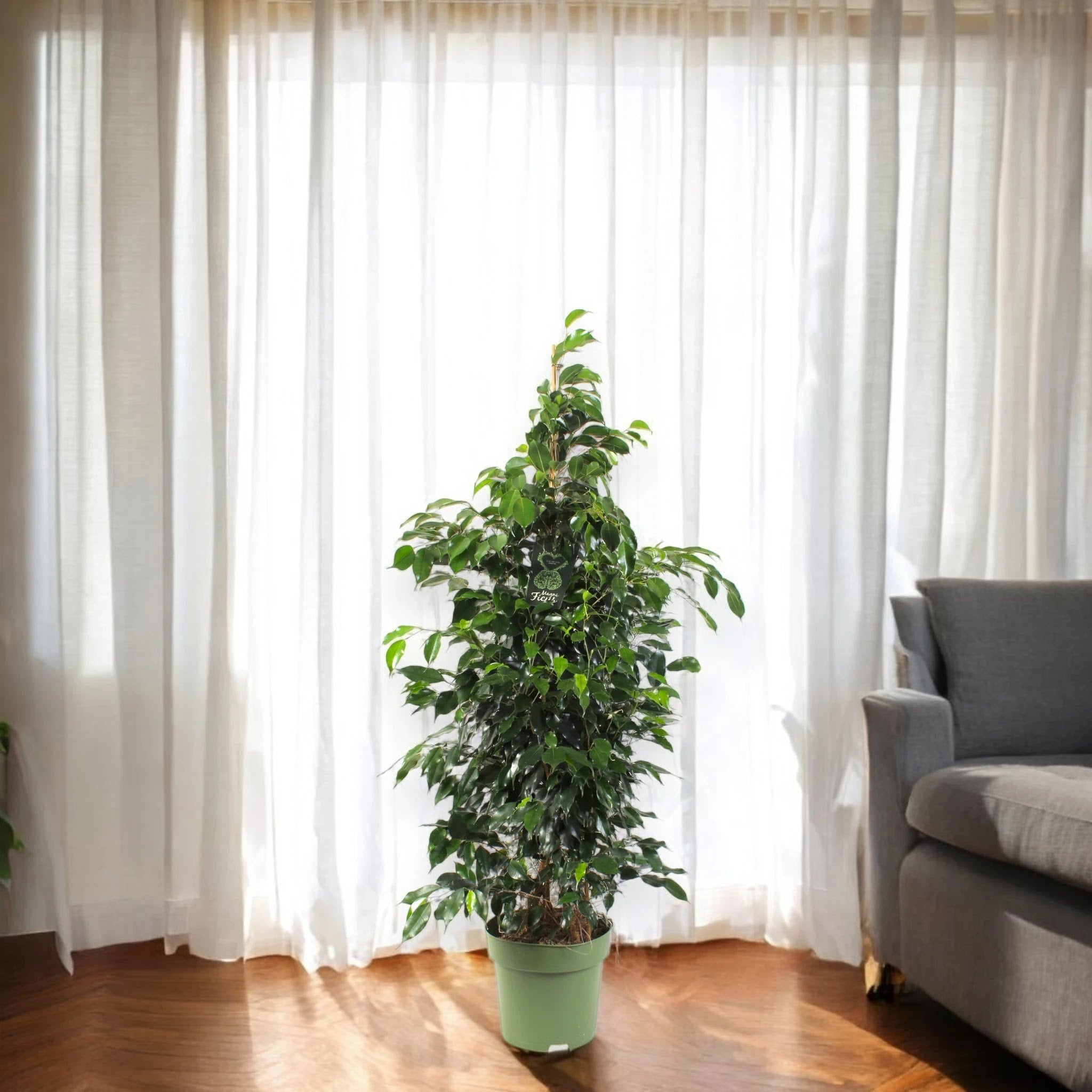 Ficus benjamina 'Danielle'