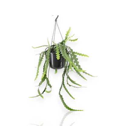 Epiphyllum anthonyanus in vaso sospeso con foglie carnose seghettate ricadenti