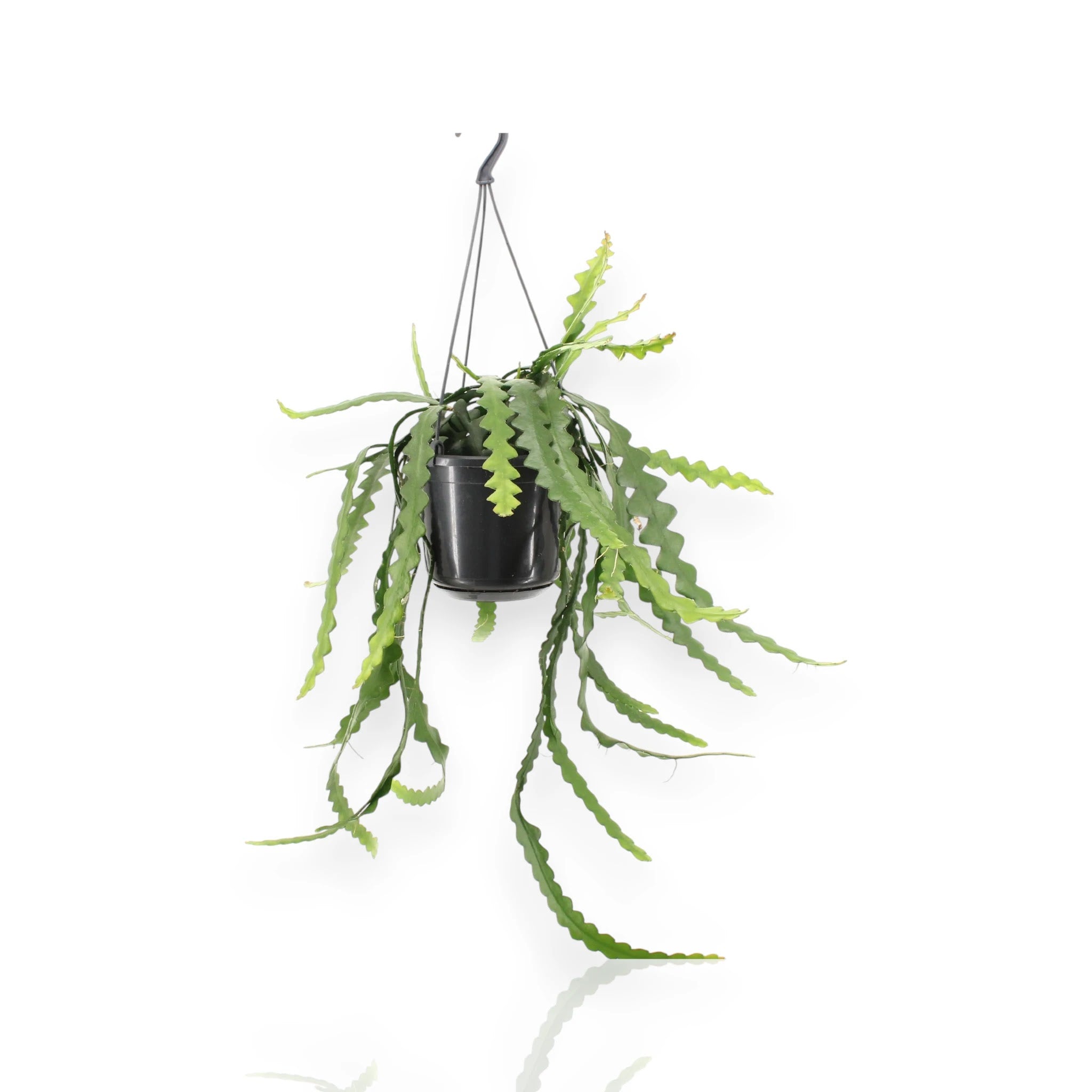 Epiphyllum anthonyanus in vaso sospeso con foglie carnose seghettate ricadenti