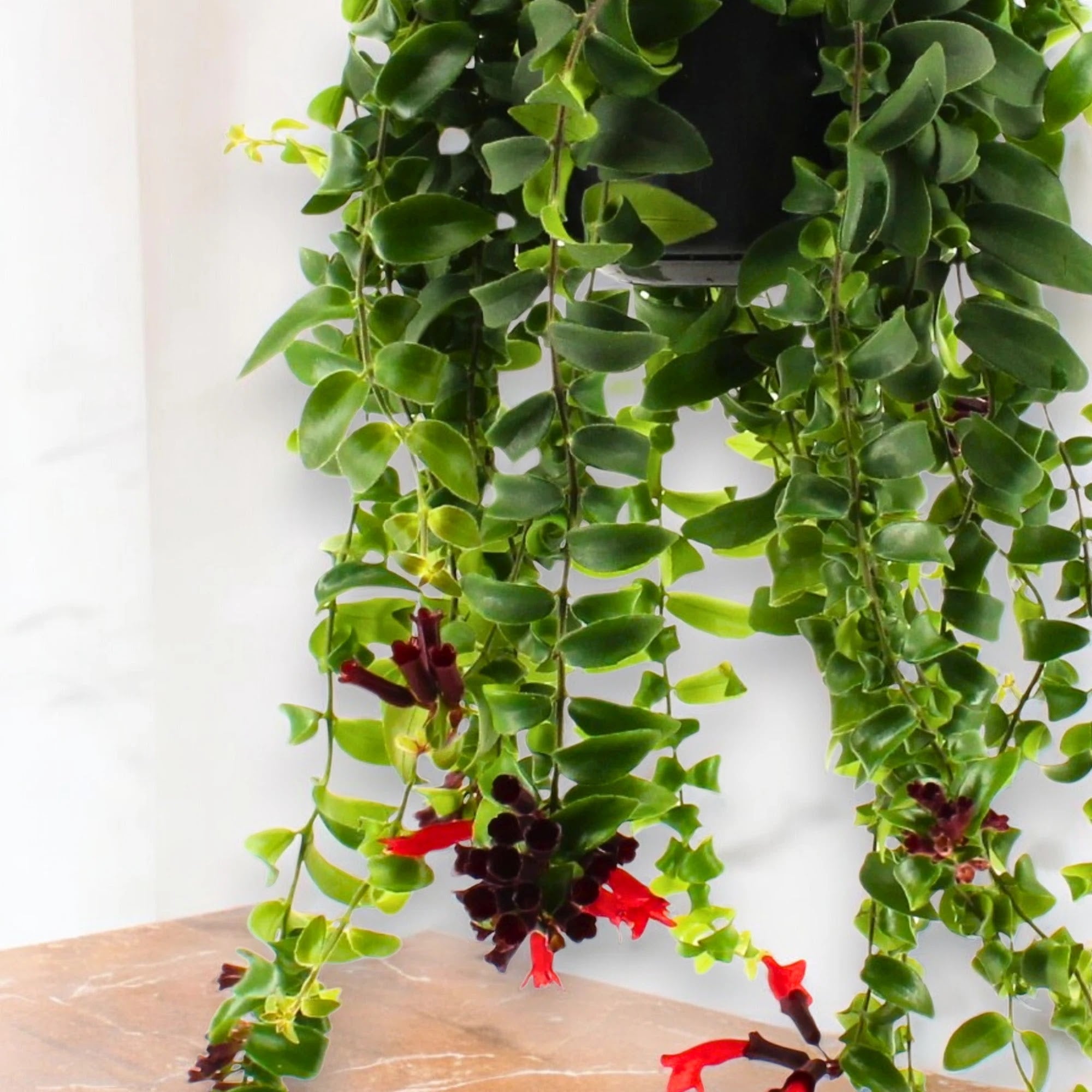 Aeschynanthus 'Rasta'
