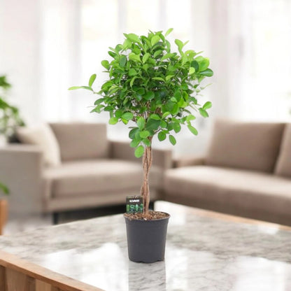 Ficus microcarpa 'Moclame'