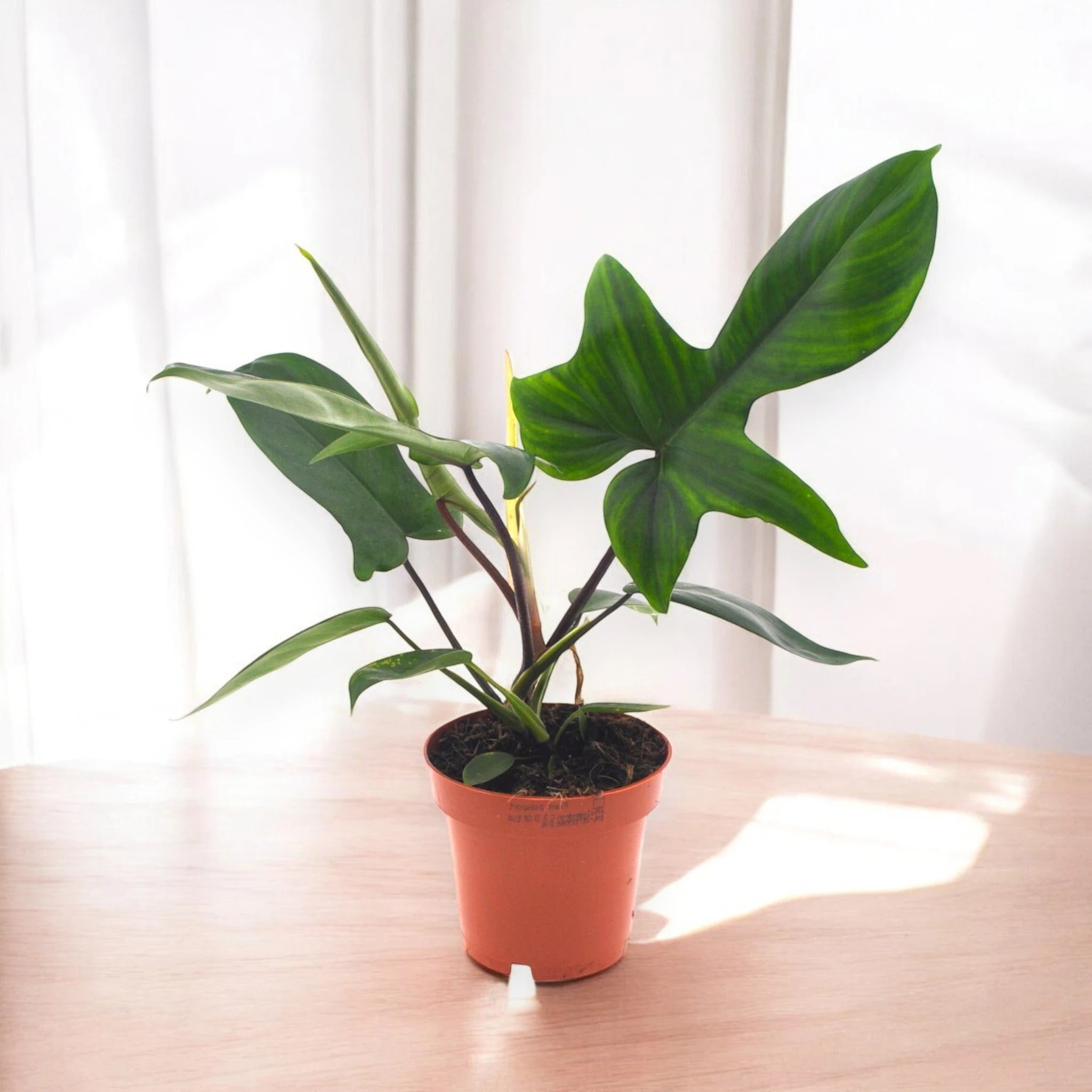 Philodendron 'Florida Green'