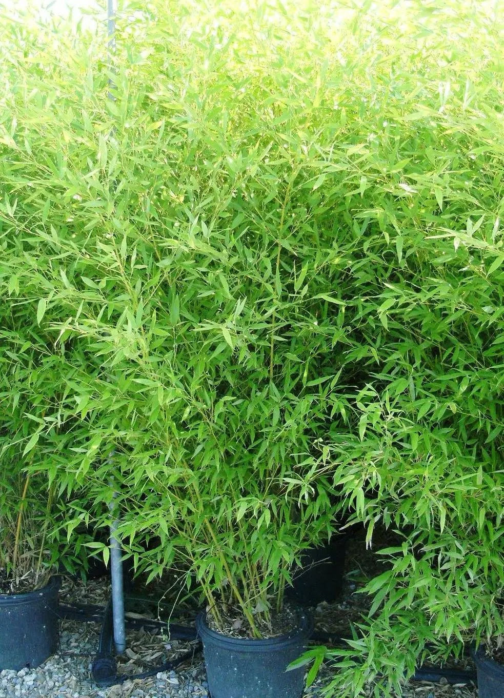 Dettaglio foglie lanceolate verdi di Bambù Bissetti Phyllostachys bissetii