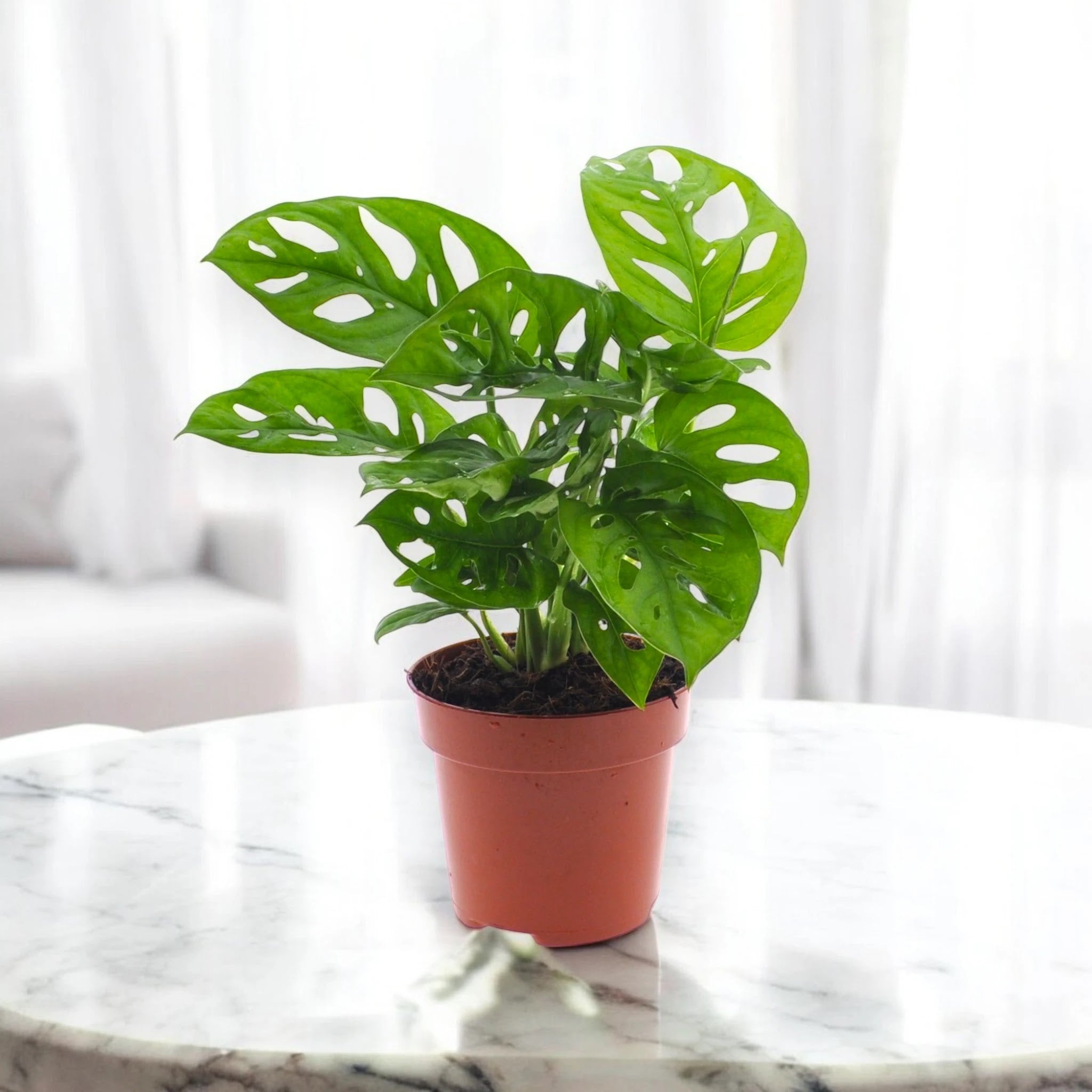 Monstera adansonii