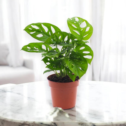 Monstera adansonii