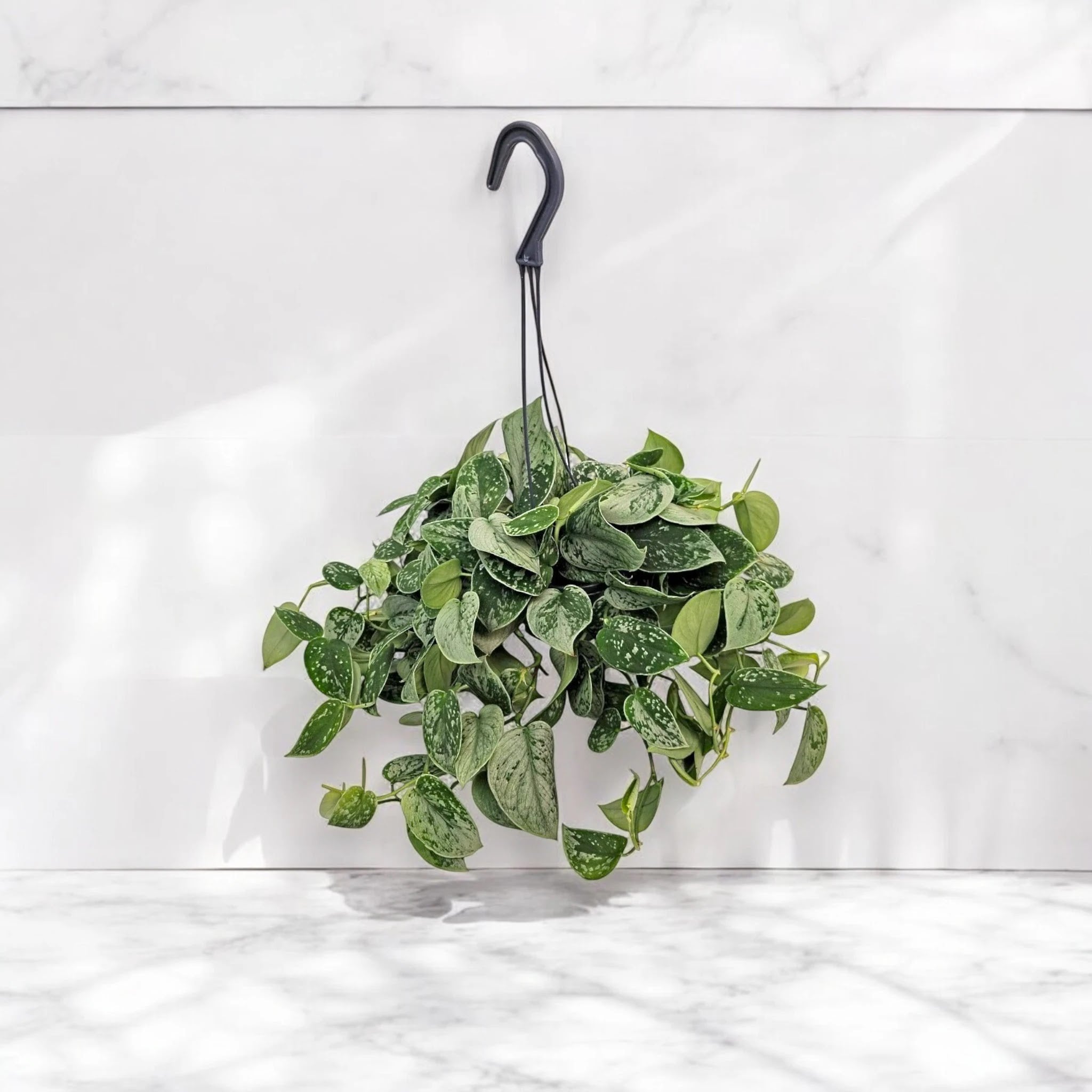 Dettaglio foglia cuoriforme di Scindapsus pictus Silvery Ann con variegature argentate su sfondo verde