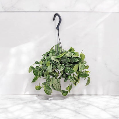 Dettaglio foglia cuoriforme di Scindapsus pictus Silvery Ann con variegature argentate su sfondo verde