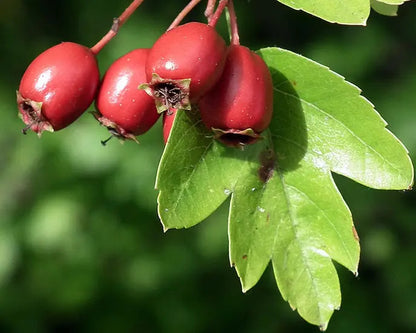 Crataegus monogyna biancospino con fiori bianchi profumati e portamento cespuglioso naturale
